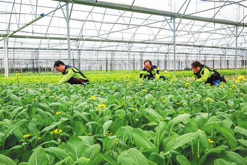 万宁市东澳镇民丰瓜菜种植专业合作社种植基地内,技术员正在管护蔬菜