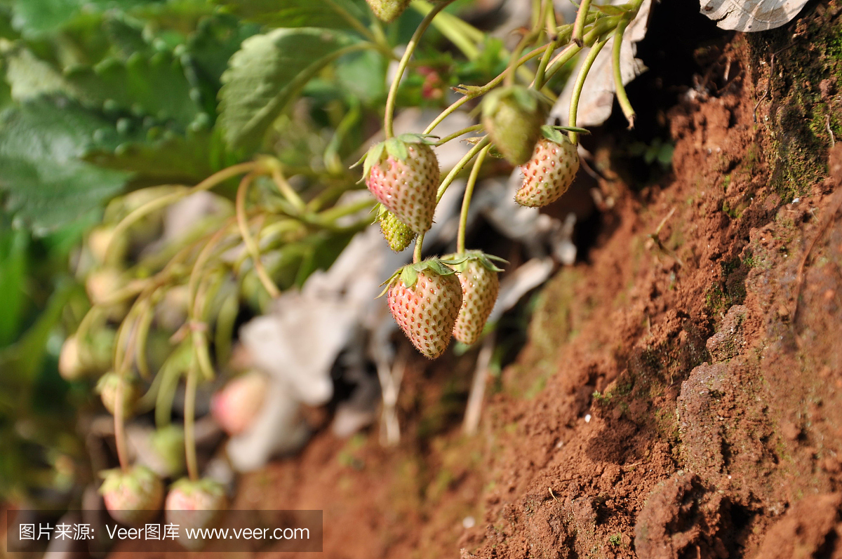 有机农场中的新鲜草莓