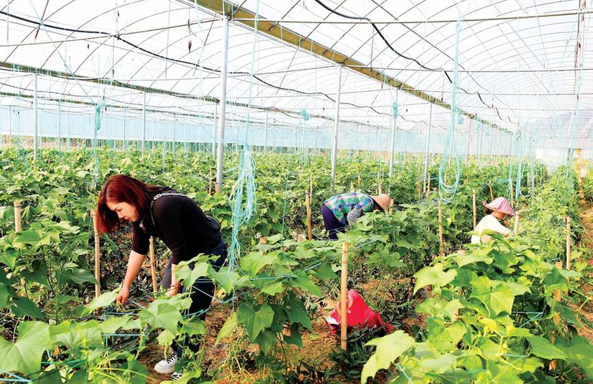 龙门平陵祖塘村开展大棚蔬菜种植项目助村民增收致富